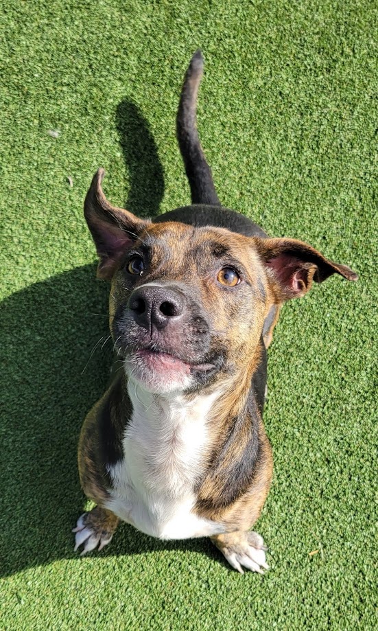 Booger, a dog helped through behavior modification training